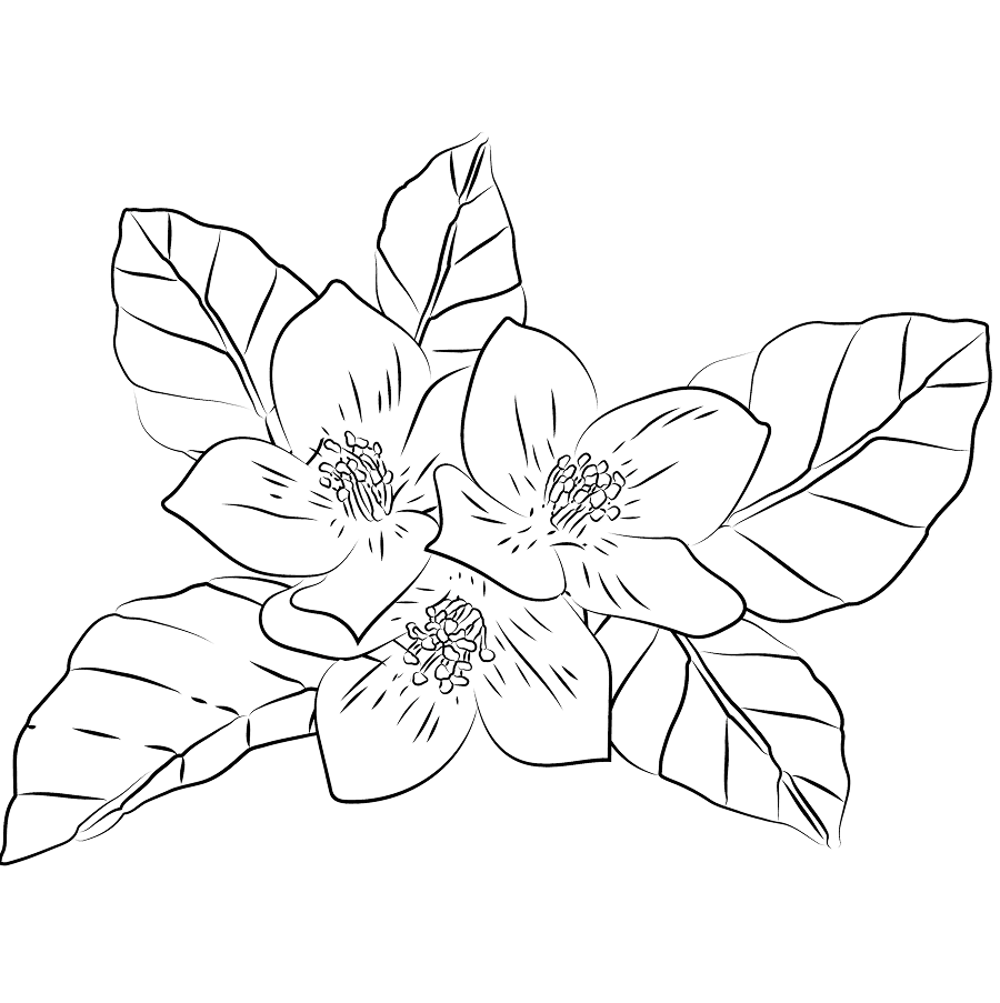 Gloss Absolu Le Parfum - Fragancia - Jasmin