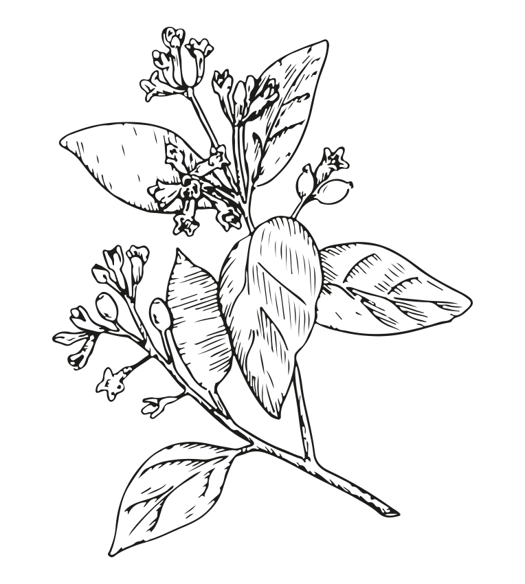 Gloss Absolu Le Parfum - Fragancia - Sandalo y Vainilla